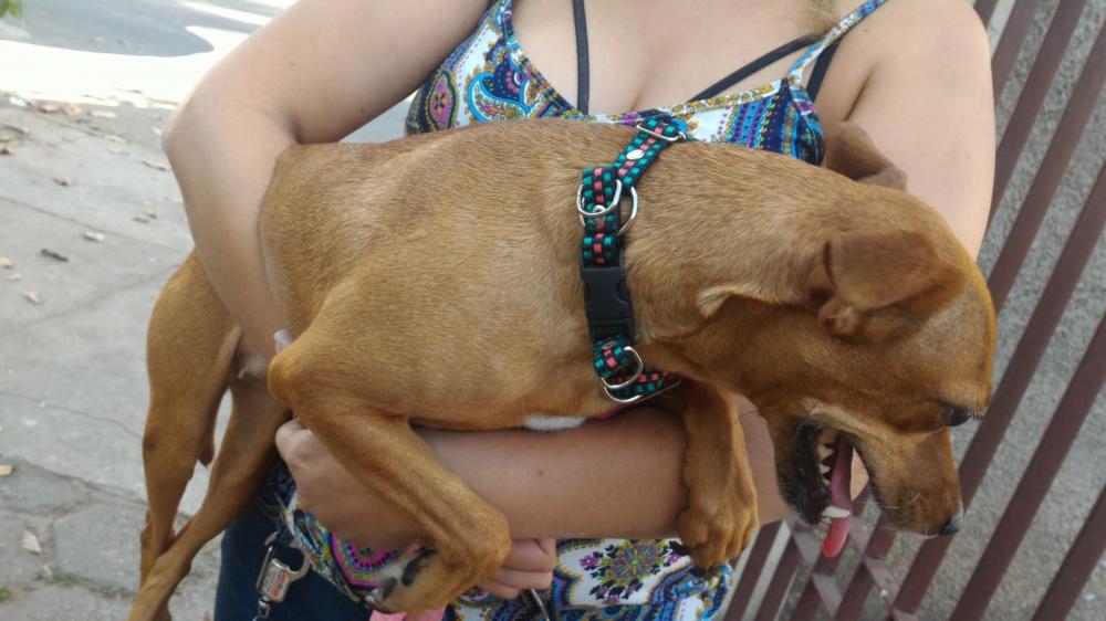 Prefeitura de Ipatinga realiza vacinação de cães