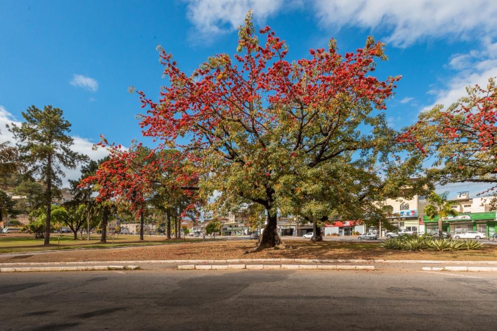 Florada de árvores colore a paisagem urbana de Ipatinga