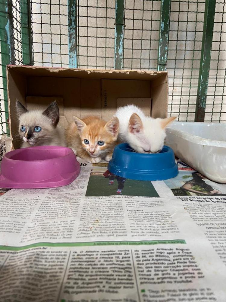 Controle de Zoonoses de Ipatinga disponibiliza animais para adoção reponsável 