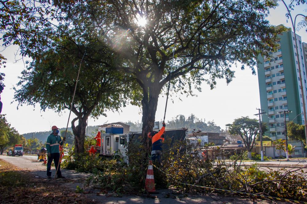 Sesuma substitui árvores por espécies mais adequadas em Ipatinga