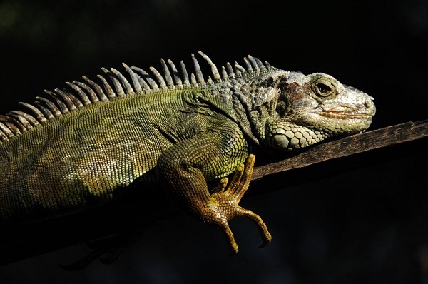 Saiba como ter um animal silvestre em casa de forma legal 