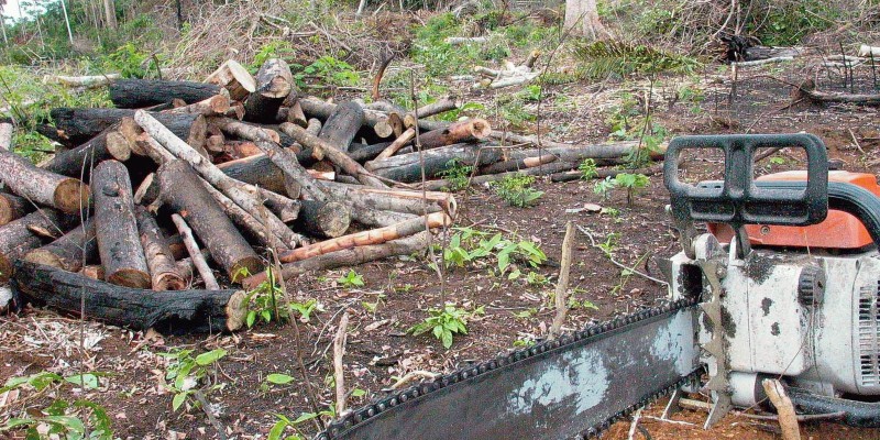 Novembro registra queda de 19% do desmatamento na Amazônia