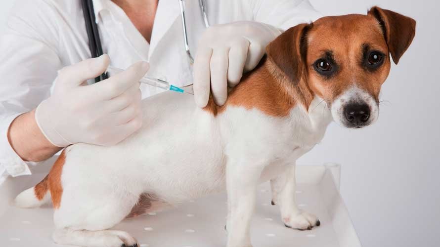 Ipatinga busca parceria para vacinação gratuita de cães