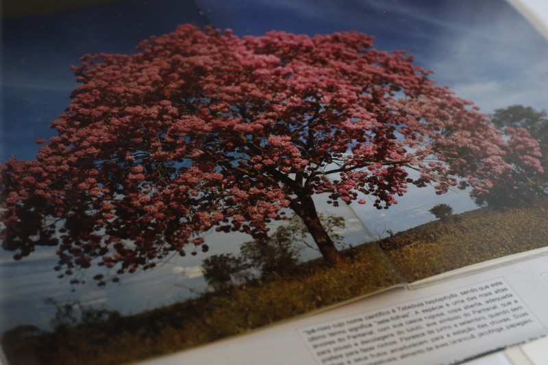 Bioma do Pantanal é atração da semana no Jardim Botânico do Rio