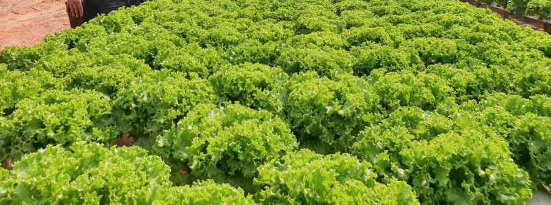 Projeto do Termo de Reparação atende 60 agricultores de Brumadinho