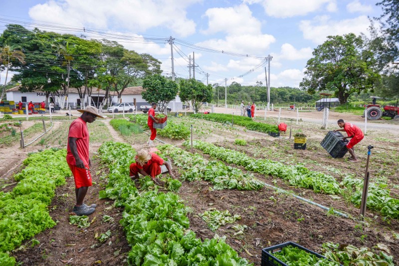 Sistema prisional mineiro doa 100 toneladas de hortaliças produzidas por detentos