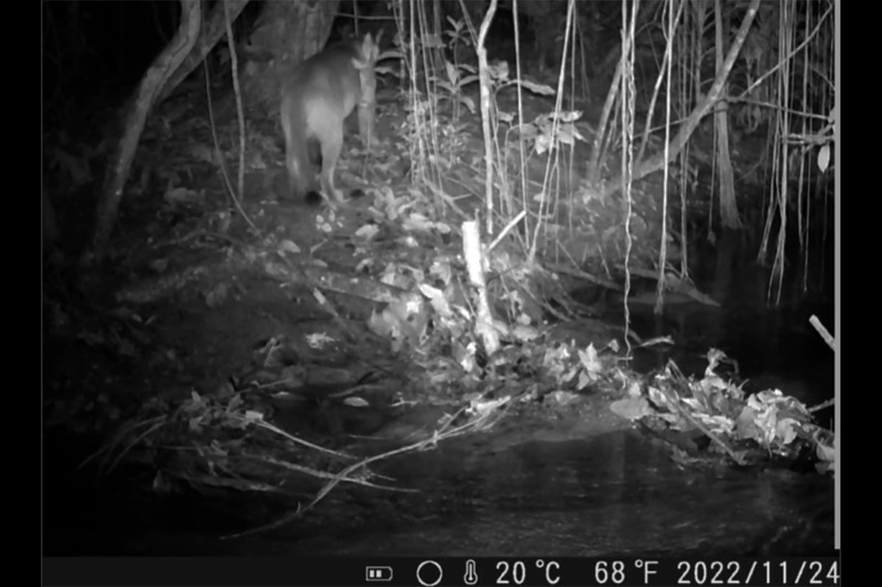 Onça-parda é registrada pela primeira vez na Ilha Grande, no Rio