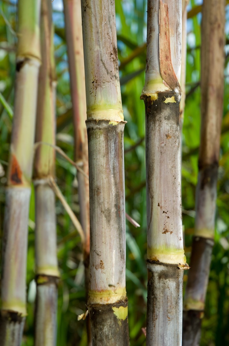 Próximo adversário do Brasil na Copa é comprador do açúcar mineiro
