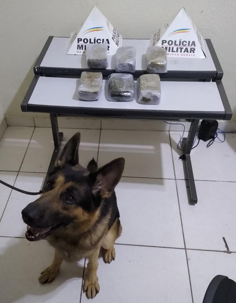 Mulher é presa com 6kg de crack dentro de ônibus em Periquito; droga foi encontrada com ajuda de cão farejador 