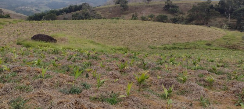 Governo e BNDES assinam protocolo para recuperação ambiental em MG