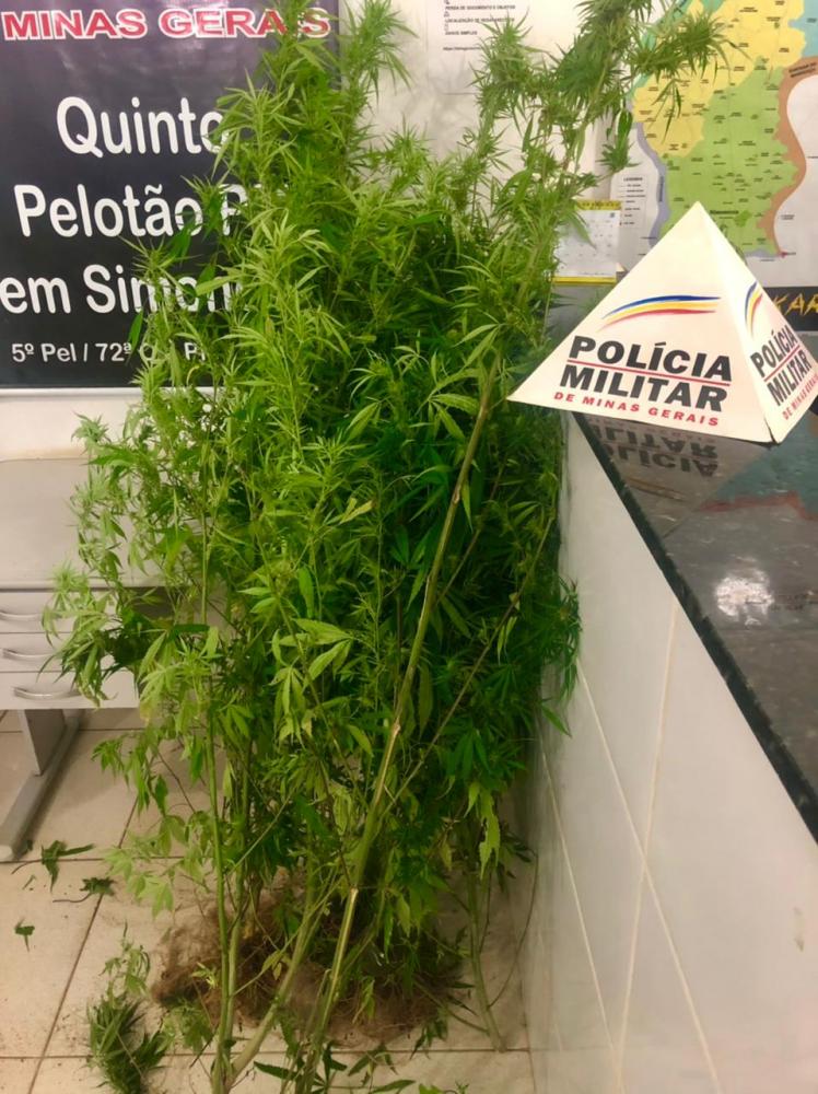 Polícia prende homem e apreende pés de maconha após denúncias anônimas