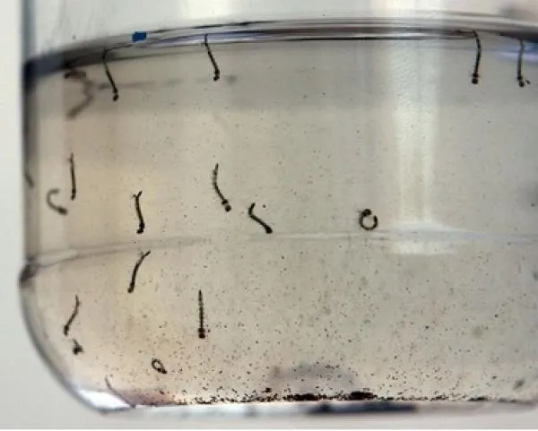 Governador Valadares Registra alto Índice de Infestação por Aedes aegypti em Setembro
